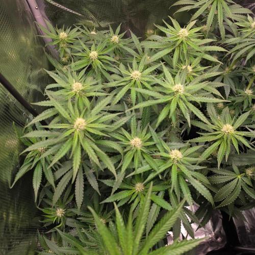 Royal Critical. Week 8