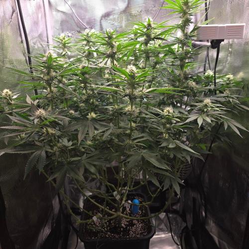 Royal Critical. Week 9