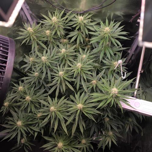 Royal Critical. Week 9