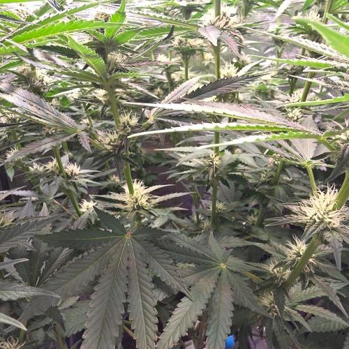 Critical. Week 9