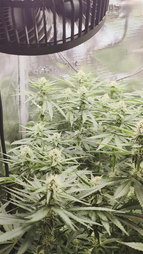 Royal Critical