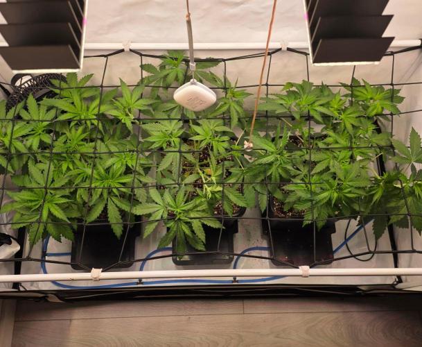 Red Mandarine f1 sweet seeds ❤️. Week 4