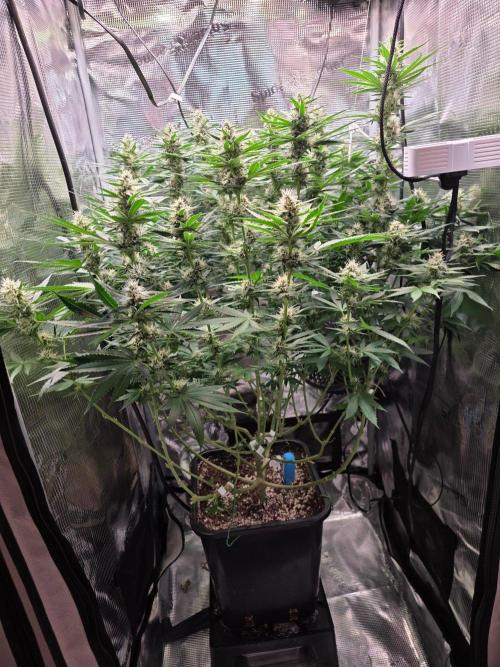 Royal Critical. Week 10