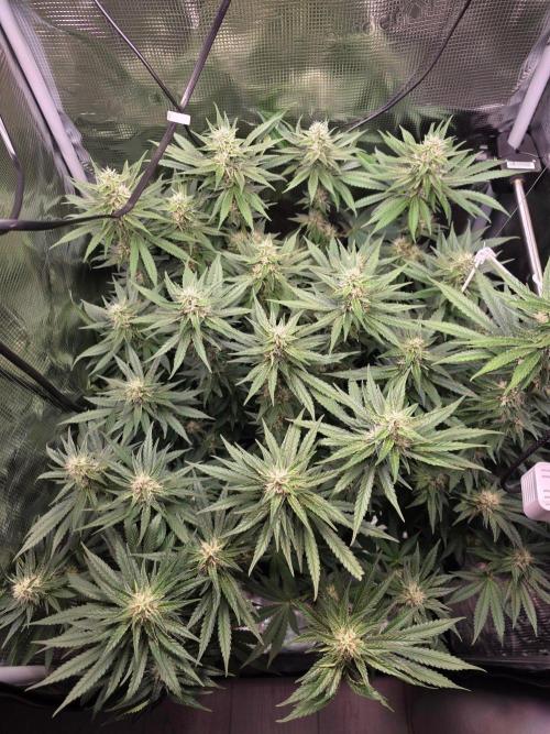 Royal Critical. Week 10