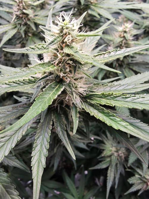 Royal Critical. Week 10