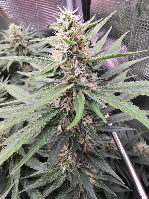 Royal Critical. Week 10