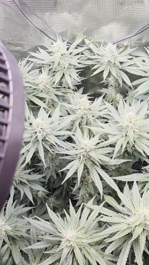 Royal Critical
