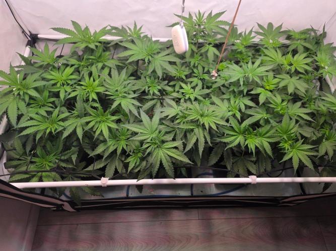 Red Mandarine F1 Fast Version. Week 5