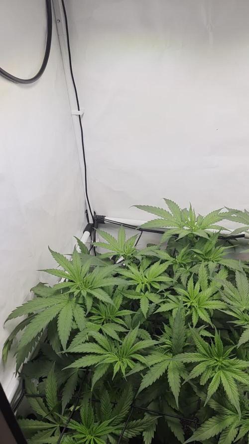 Red Mandarine f1 sweet seeds ❤️