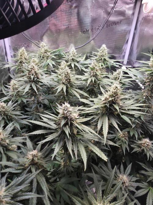 Royal Critical. Week 11