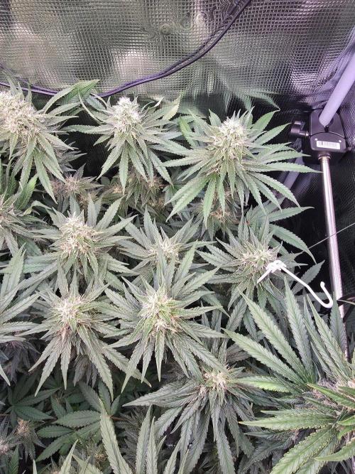 Royal Critical. Week 11