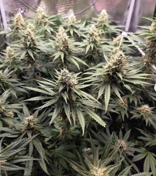 Royal Critical. Week 11