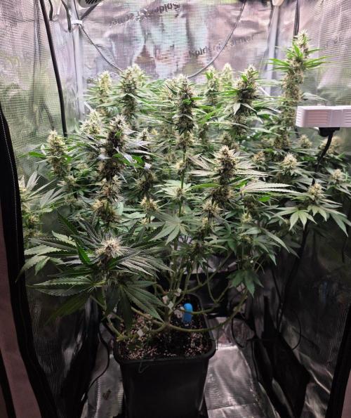 Critical. Week 11