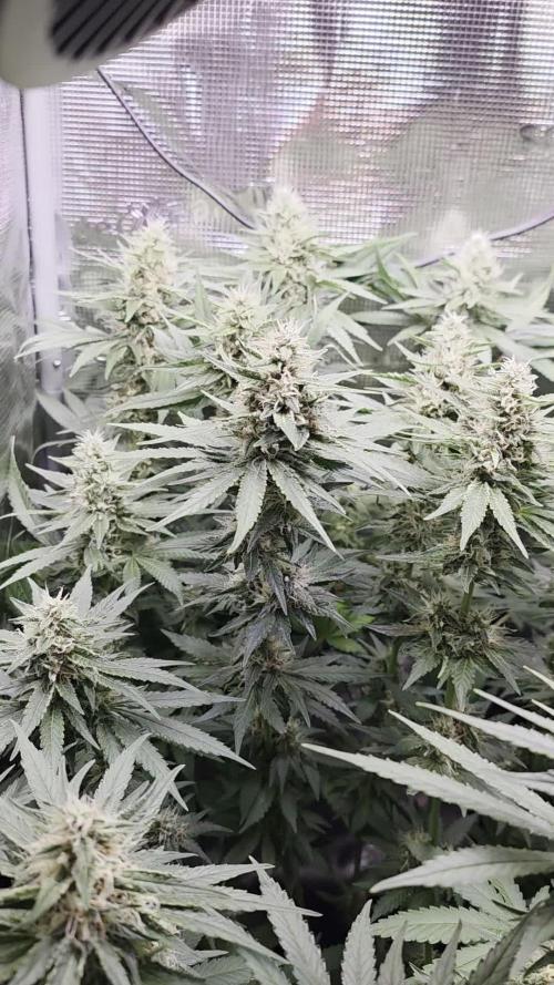 Royal Critical
