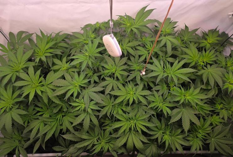 Red Mandarine F1 Fast Version. Week 6