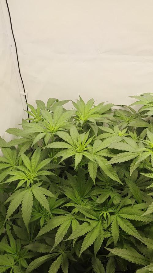 Red Mandarine f1 sweet seeds ❤️