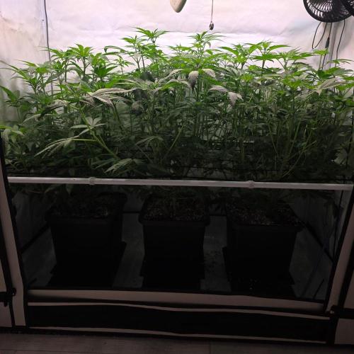 Red Mandarine f1 sweet seeds ❤️. Week 6