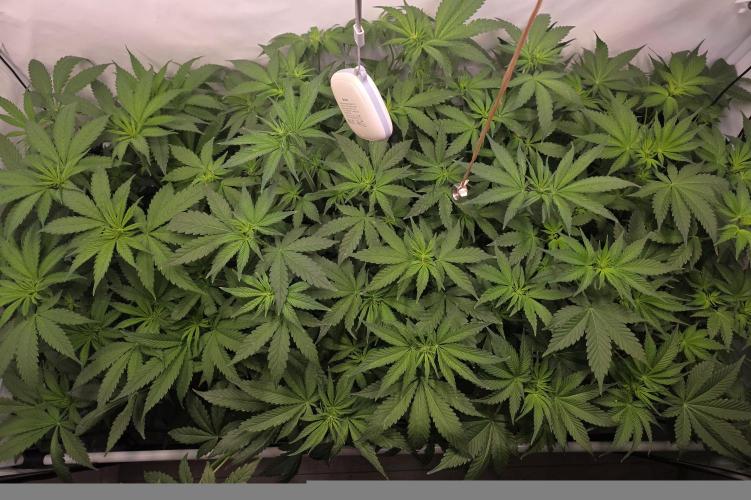 Red Mandarine f1 sweet seeds ❤️. Week 6