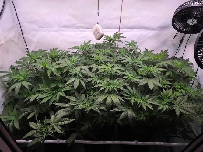 Red Mandarine F1 Fast Version. Week 6