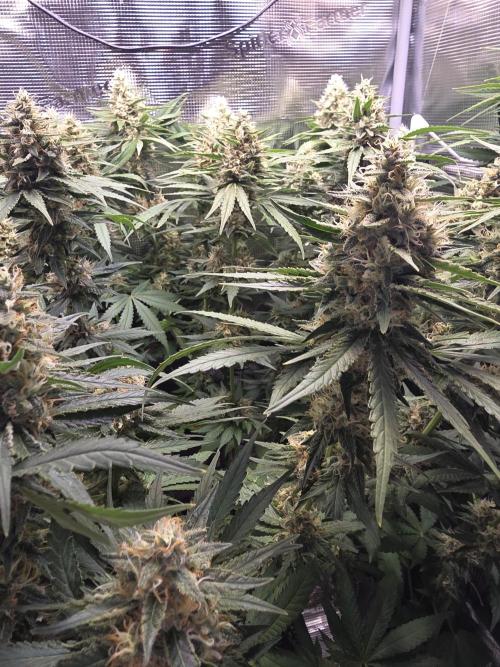 Royal Critical. Week 12