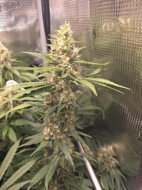 Royal Critical. Week 12
