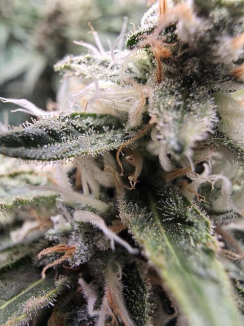 Royal Critical. Week 12