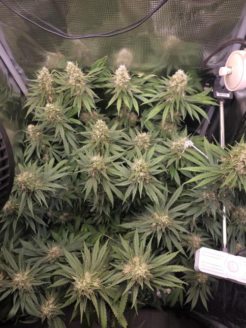 Royal Critical. Week 12