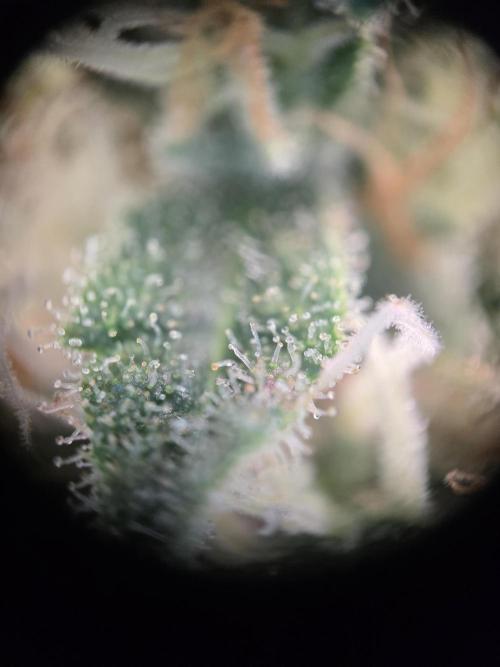 Royal Critical. Week 12