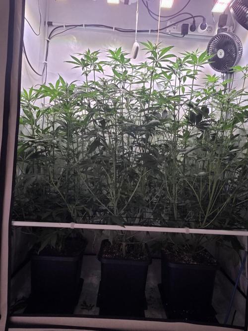 Red Mandarine F1 Fast Version. Week 7
