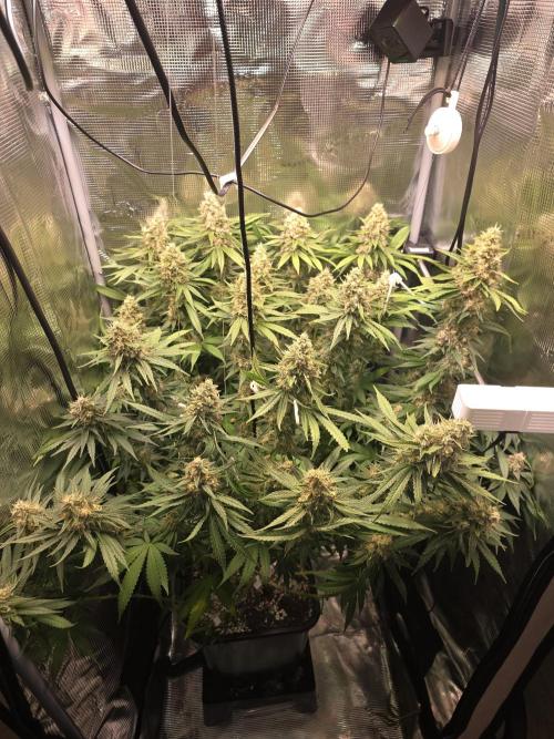 Royal Critical. Week 13