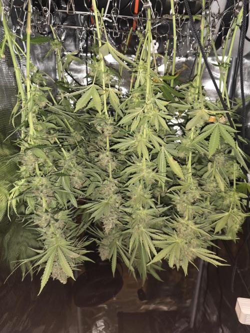 Royal Critical. Week 13