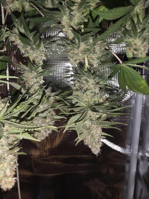 Critical. Week 13