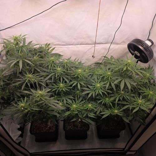 Green poison 😋. Week 6