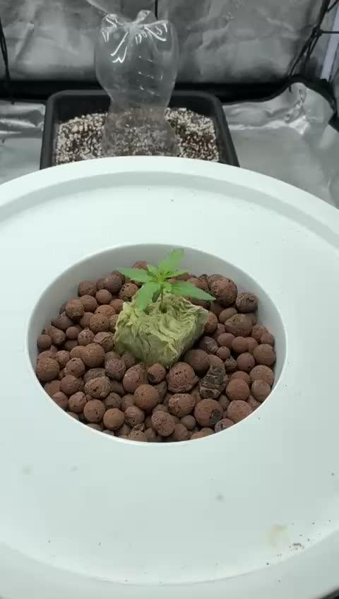 Strawberry Banana Auto x 42 Fast Buds