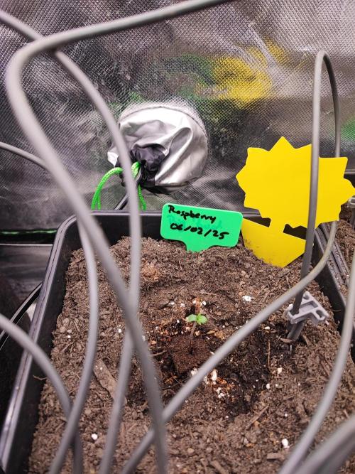 Ukranian Raspberry. Week 0