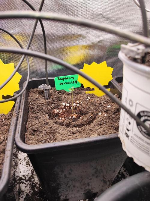 Ukranian Raspberry. Week 0