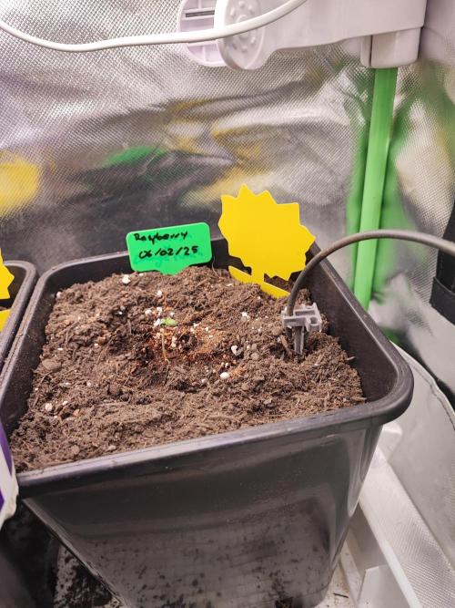 Ukranian Raspberry. Week 0