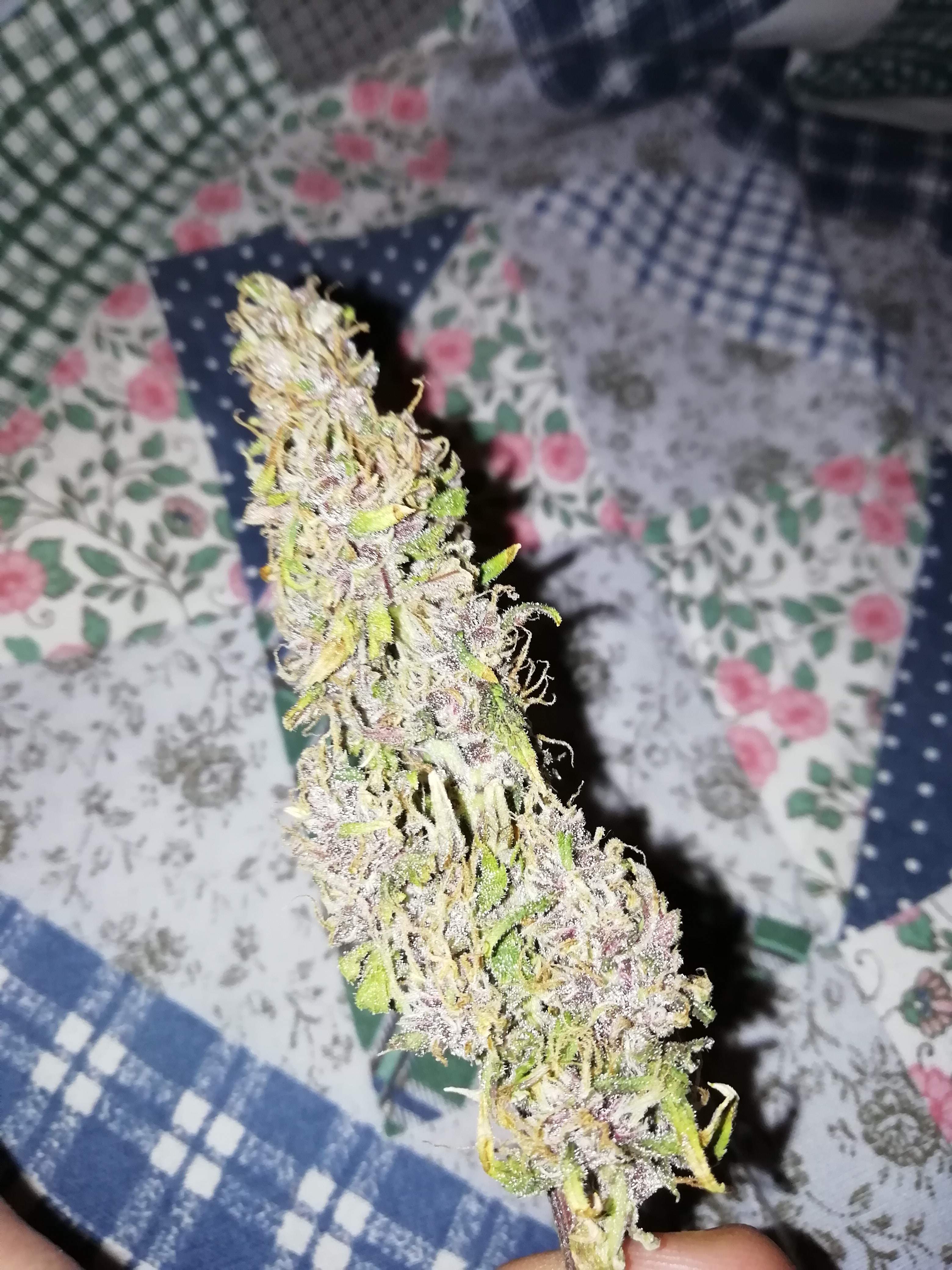 Sweet Seeds Devil Cream Auto® grow diary (journal) harvest8 by Phrdvd