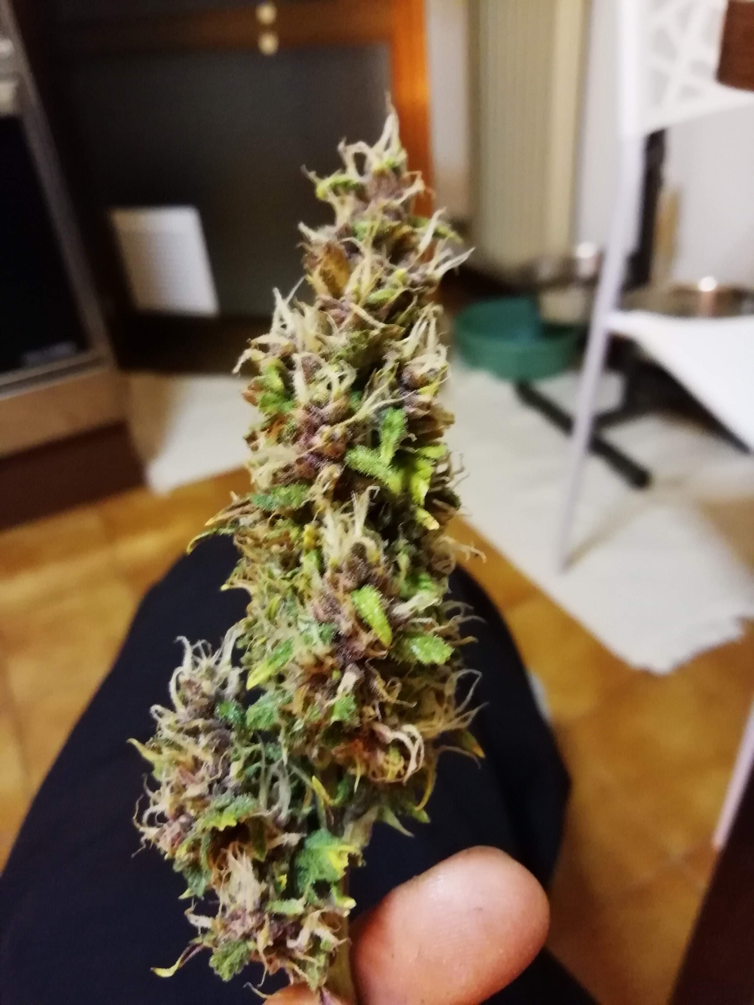 Sweet Seeds Devil Cream Auto® grow diary (journal) harvest8 by Phrdvd