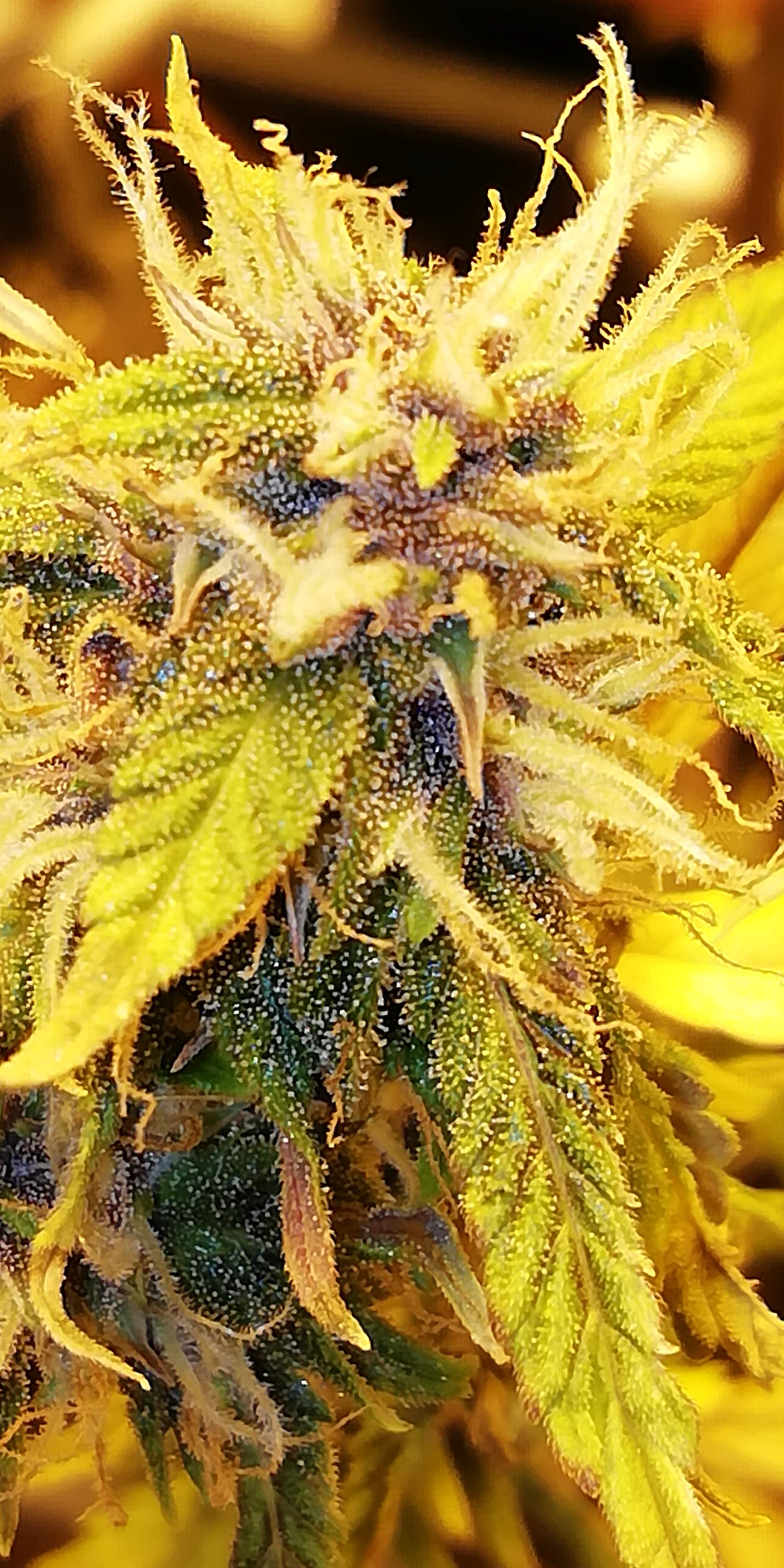 Sweet Seeds Devil Cream Auto® grow diary (journal) harvest8 by Phrdvd