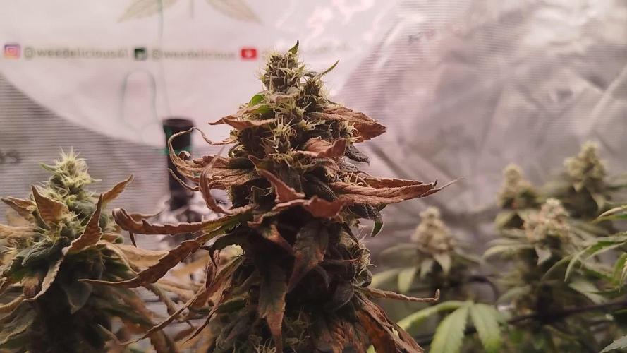 3 Strains - Organic Grow