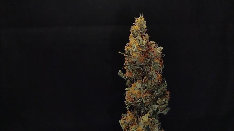 3 Strains - Organic Grow