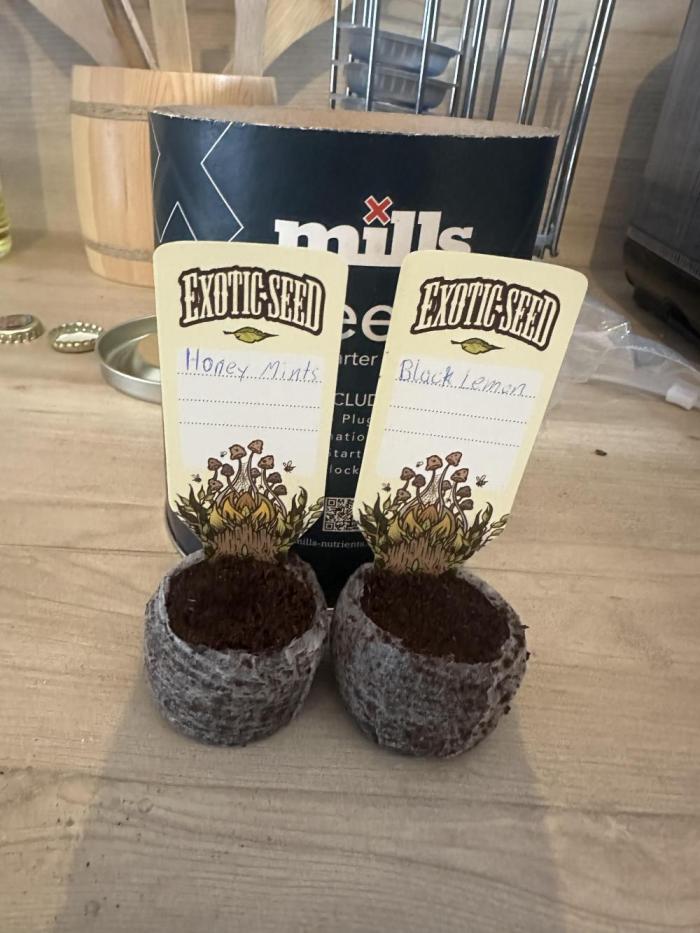 Exotic seed Black Lemon/ Honey Mints. Week 0