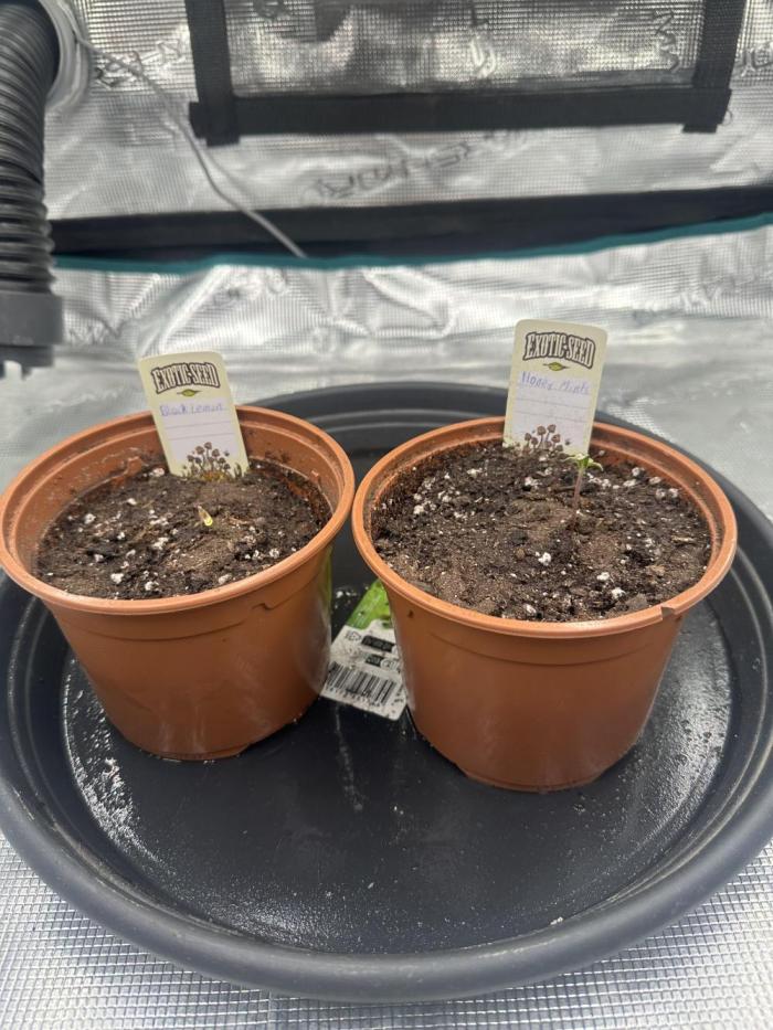 Exotic seed Black Lemon/ Honey Mints. Week 1