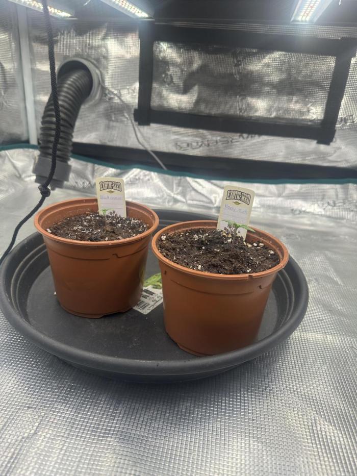 Exotic seed Black Lemon/ Honey Mints. Week 2