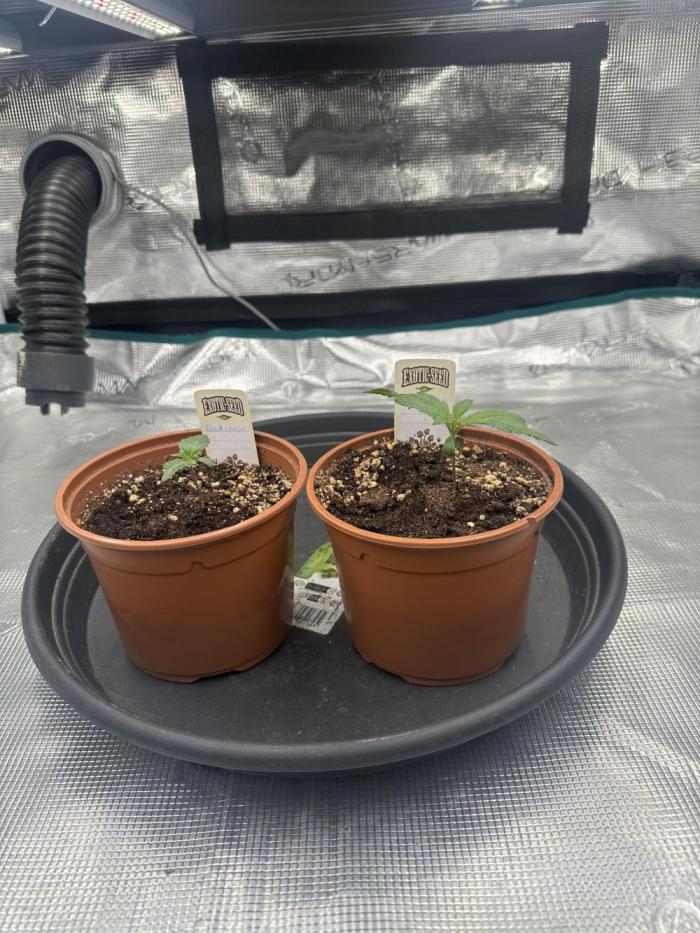 Exotic seed Black Lemon/ Honey Mints. Week 3