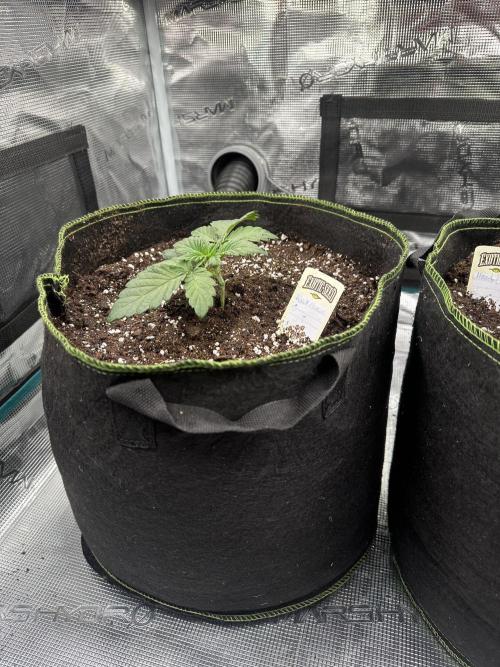 Exotic seed Black Lemon/ Honey Mints. Week 4 - Black Lemon 