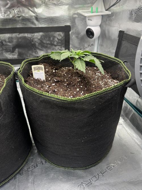 Exotic seed Black Lemon/ Honey Mints. Week 4 - Honey Mints 