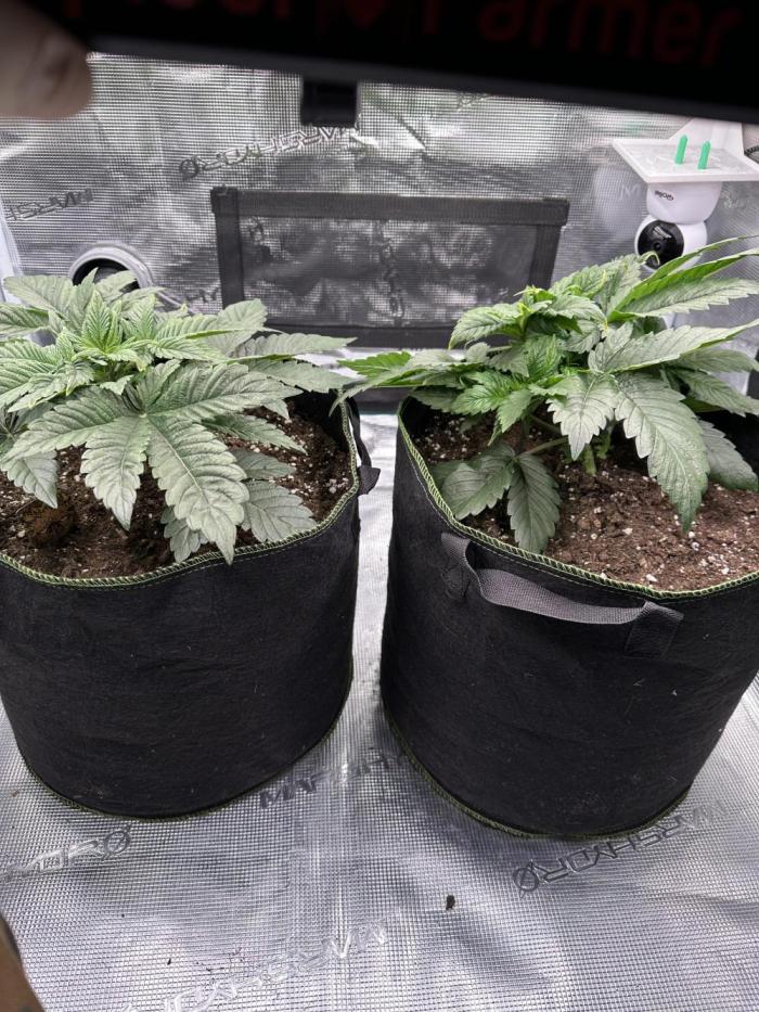 Exotic seed Black Lemon/ Honey Mints. Week 6
