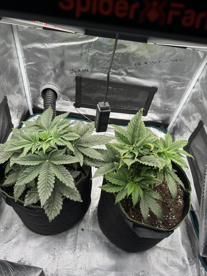 Exotic seed Black Lemon/ Honey Mints. Week 7